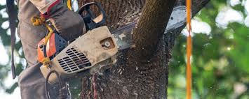 Best Tree Trimming and Pruning  in Sunnyside, GA